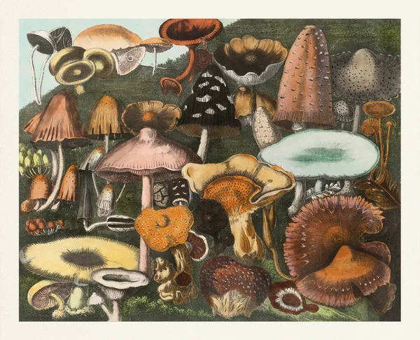 Illustrazione Botanica Dei Funghi Bella Scena Con Funghi Che Crescono — Foto Stock