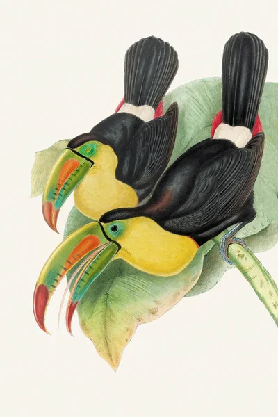 Güzel Tukanlar Illüstrasyonu Renkli Tropikal Kuşlar — Stok fotoğraf