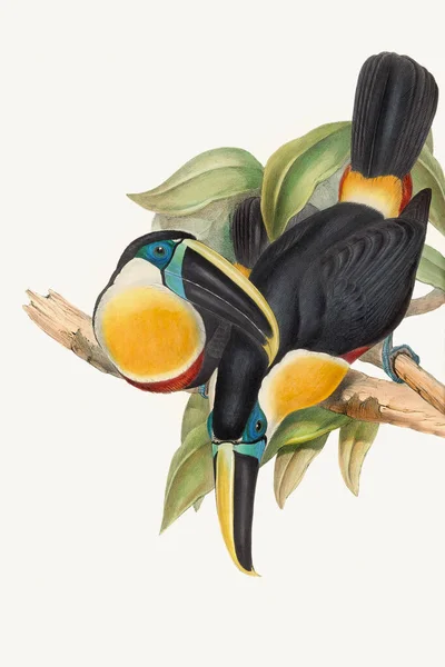 Bella Illustrazione Toucans Colorati Uccelli Tropicali — Foto Stock
