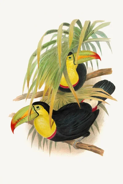 Όμορφη Toucans Εικόνα Πολύχρωμα Τροπικά Πτηνά — Φωτογραφία Αρχείου
