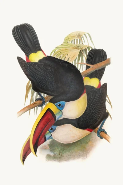 Vackra Toucans Illustration Färgglada Tropiska Fåglar — Stockfoto