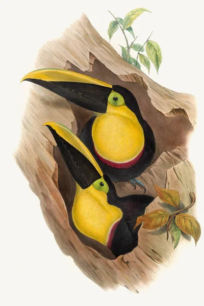 아름다운 열대새 — 스톡 사진
