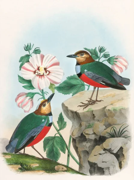 Illustration Oiseau Vintage Oiseaux Aquarelles Colorés Belle Peinture Mettant Valeur — Photo