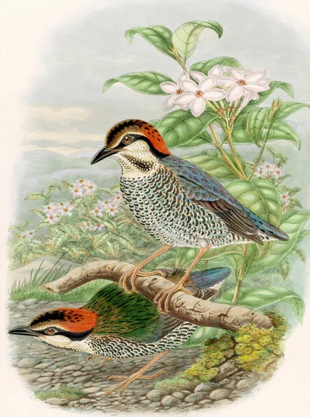 Klasik Kuş Çizimi Renkli Suluboya Kuşlar Orman Zemininde Yiyecek Arayan — Stok fotoğraf
