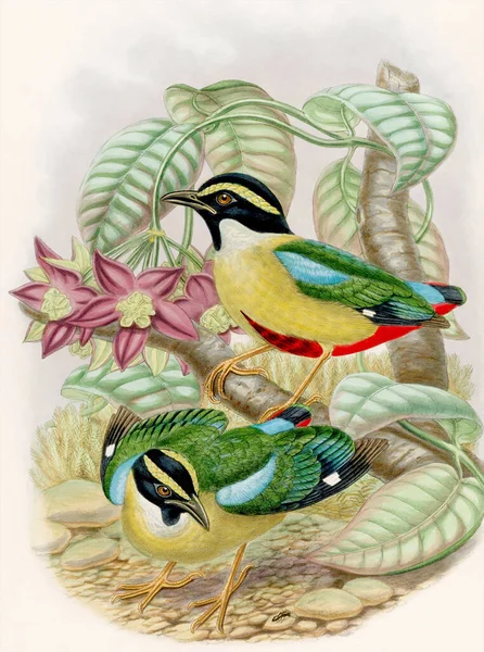 Vintage bird illustration. Colorful Watercolor Birds. Beautiful painting showcasing brightly colored birds that forage on the forest floor.