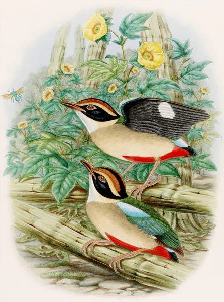 古鸟图解 五彩斑斓的水彩鸟美丽的绘画展示了在森林地面上觅食的色彩艳丽的小鸟 — 图库照片