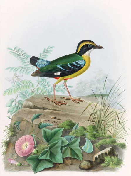 Illustration Oiseau Vintage Oiseaux Aquarelles Colorés Belle Peinture Mettant Valeur — Photo