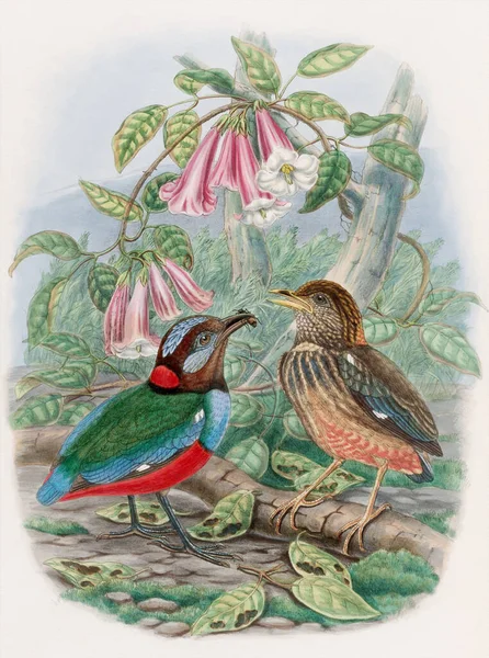 Illustrazione Uccelli Vintage Uccelli Acquerello Colorati Bella Pittura Mostra Uccelli — Foto Stock