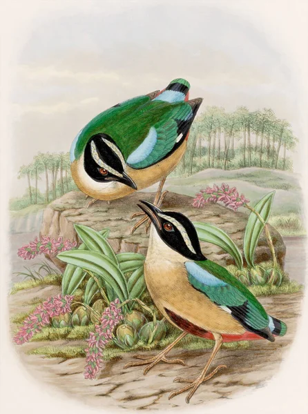 Ilustración Aves Vintage Acuarela Colorida Aves Hermosa Pintura Que Muestra —  Fotos de Stock