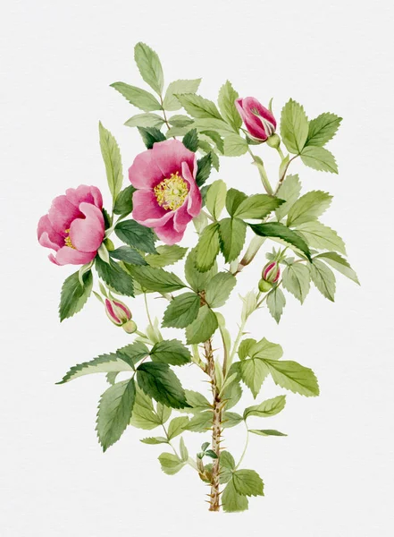 Яркие Красочные Акварельные Цветы Белом Фоне Роуз Буржо — стоковое фото