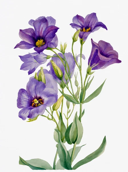 Živé Barevné Akvarelové Květiny Bílém Pozadí Bluebell Gentian — Stock fotografie