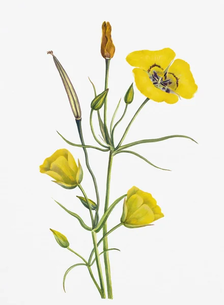 Živé Barevné Akvarelové Květiny Bílém Pozadí Golden Bowl Mariposa — Stock fotografie