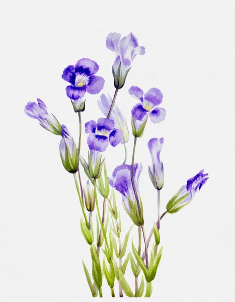 Živé Barevné Akvarelové Květiny Bílém Pozadí Okrajovaný Gentian — Stock fotografie