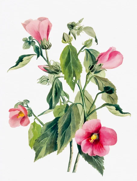 Beyaz Arka Planda Canlı Renkli Suluboya Çiçekleri Gül Gentyname — Stok fotoğraf