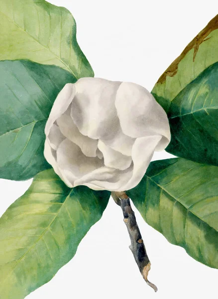 Żywy Kolorowy Kwiat Akwareli Białym Tle Magnolia Południowa — Zdjęcie stockowe