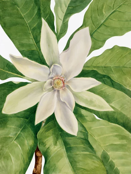 Żywy Kolorowy Kwiat Akwareli Białym Tle Drzewo Parasolowe Magnolia — Zdjęcie stockowe