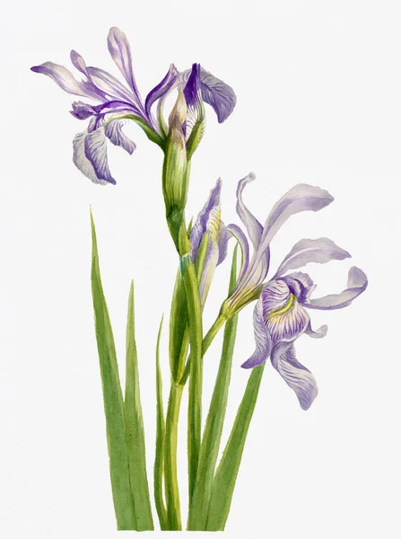 Živé Barevné Akvarelové Květiny Bílém Pozadí Western Blue Flag — Stock fotografie