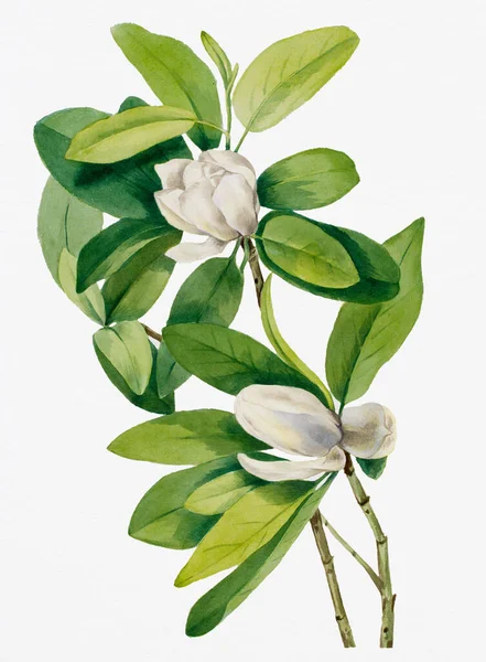 Živé Barevné Akvarelové Květiny Bílém Pozadí Magnolia Bažinatá — Stock fotografie