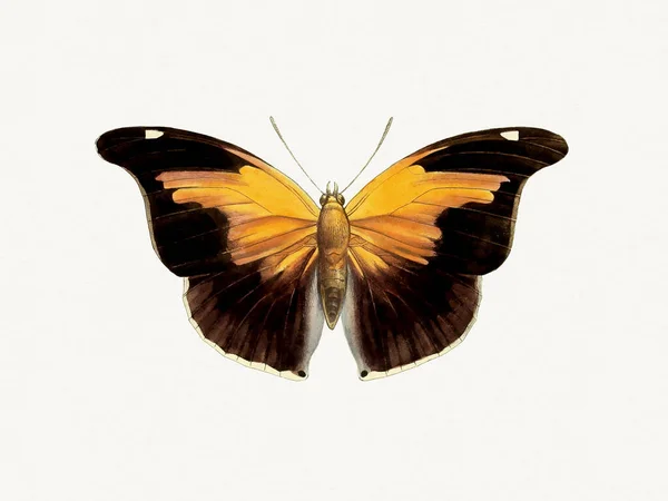 흥미진진 삽화가 잉크와 물감으로 나비의 선명하고 아름다움을 — 스톡 사진