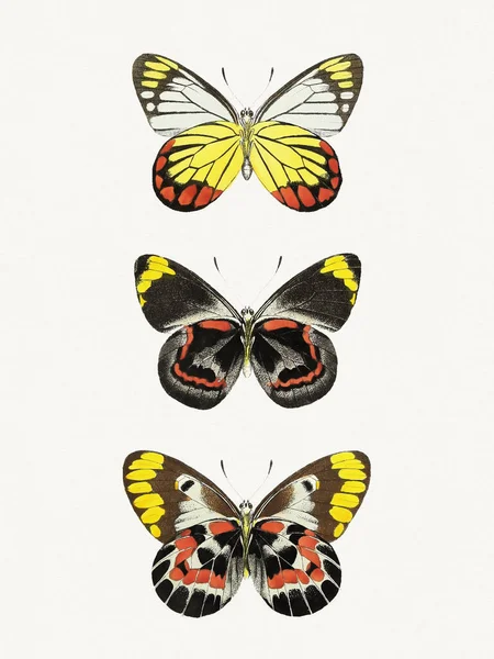 Ilustración Mariposa Vintage Una Cautivadora Ilustración Que Muestra Vibrante Delicada — Foto de Stock
