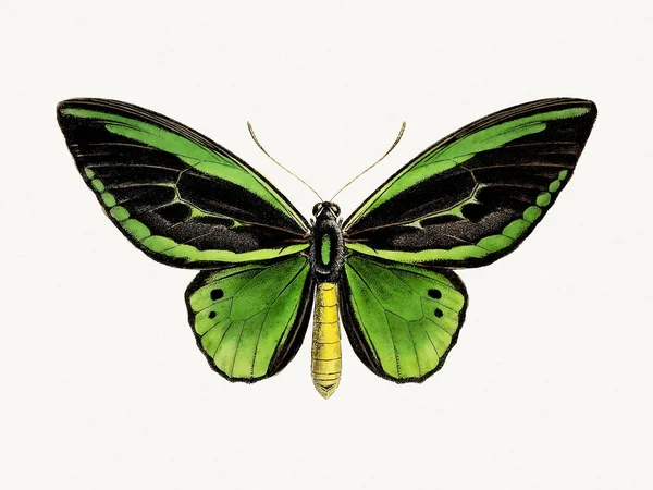 Klasik Kelebek Çizimi Mürekkep Suluboya Ile Boyanmış Bir Kelebeğin Canlı — Stok fotoğraf