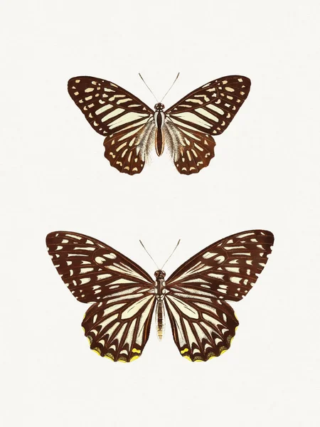 Vintage Butterfly Illustration Captivating Illustration Showcasing Vibrant Delicate Beauty Butterfly — Stock Photo, Image