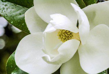 Güzel beyaz manolya çiçeği. El değmemiş beyaz bir manolya çiçeğinin narin güzelliğini gösteren yakın plan bir fotoğraf..