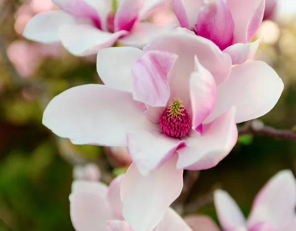 Beautiful Magnolia Flower Close Photograph Capturing Delicate Beauty Magnolia Flower — Stock Photo, Image