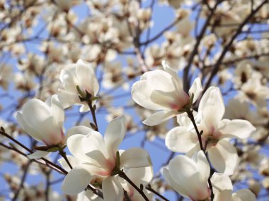 Enfes manolya dalı, doğanın zarafetini ve zarafetini gözler önüne seriyor..