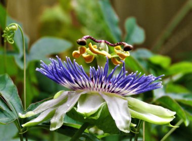 Tutku çiçeği tomurcuklanıyor, doğanın canlı başyapıtı duyularını ateşliyor..