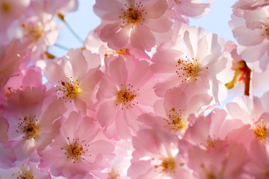 Blooming cherry branch, nature's delicate beauty captured in full bloom. clipart