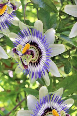 Tutku çiçeği tomurcuklanıyor, doğanın canlı başyapıtı duyularını ateşliyor..