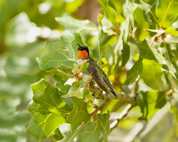 Hummingbird Perched Green Leafy Branch Fleeting Moment Natural Marvel Vibrant — Stock Photo, Image