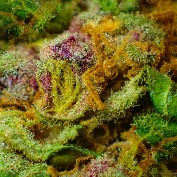 Intricato Macro Scatto Che Cattura Bellezza Dettagli Germoglio Cannabis Primo — Foto Stock