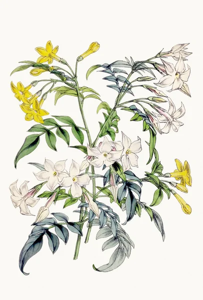 Illustration Fleurs Botaniques Bouquet Botanique Exquis Mettant Valeur Diverses Espèces — Photo