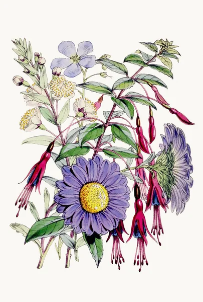 Botanik Çiçeği Illüstrasyonu Enfes Botanik Buketi Çeşitli Çiçek Türlerini Sergiliyor — Stok fotoğraf