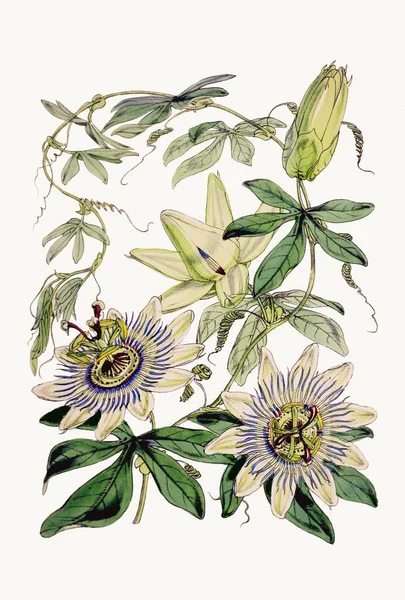 Illustration Fleurs Botaniques Bouquet Botanique Exquis Mettant Valeur Diverses Espèces — Photo