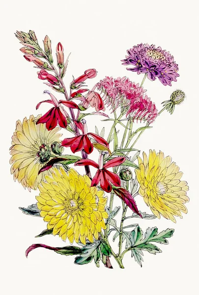 Botanická Ilustrace Květin Vynikající Botanická Kytice Představující Rozmanité Květinové Druhy — Stock fotografie