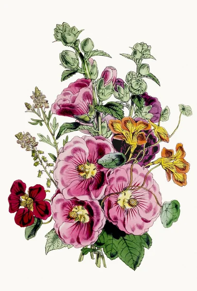 Botanická Ilustrace Květin Vynikající Botanická Kytice Představující Rozmanité Květinové Druhy — Stock fotografie
