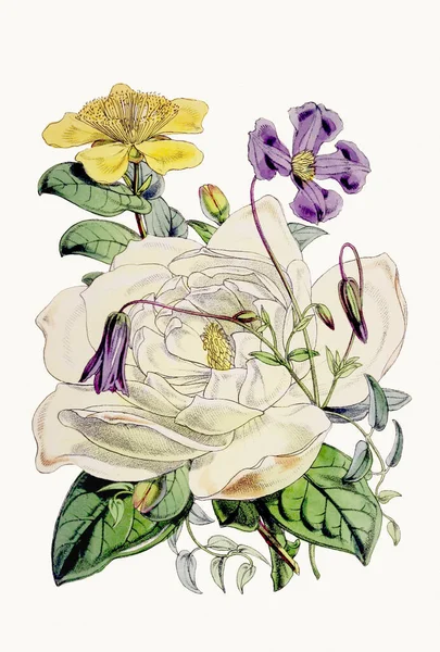 Иллюстрация Ботанических Цветов Изысканный Ботанический Букет Демонстрирующий Разнообразные Виды Цветов — стоковое фото