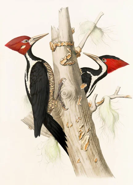 Εικόνα Πουλιών Πουλιά Τρυποκάρυδου Στο Δάσος Πολύχρωμο Woodpecker Εικονογράφηση Φύση — Φωτογραφία Αρχείου