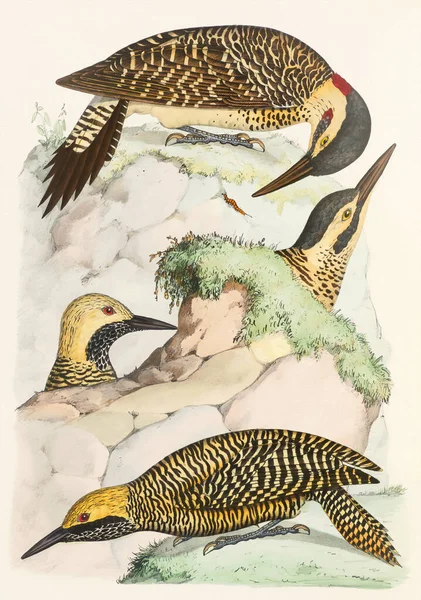 그림입니다 우드페커 다채로운 Woodpecker 자연에서 영감을 — 스톡 사진