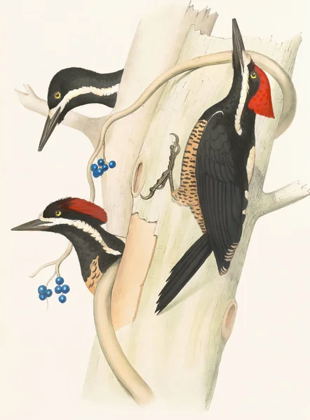 Εικόνα Πουλιών Πουλιά Τρυποκάρυδου Στο Δάσος Πολύχρωμο Woodpecker Εικονογράφηση Φύση — Φωτογραφία Αρχείου