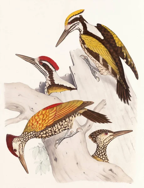 Kuş Çizimi Ağaçkakan Kuşları Ormanda Renkli Ağaçkakan Çizimi Doğadan Esinlenilmiş — Stok fotoğraf