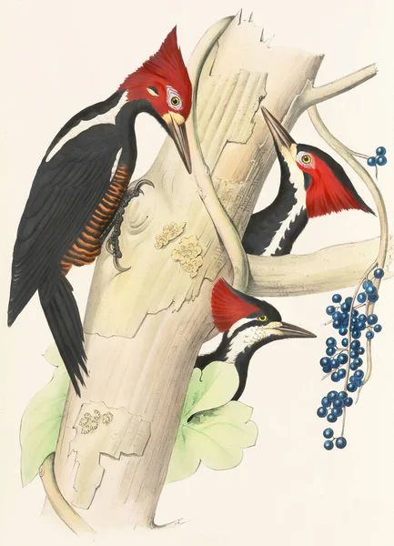 Illustration Oiseau Des Pics Dans Les Bois Illustration Pic Coloré — Photo