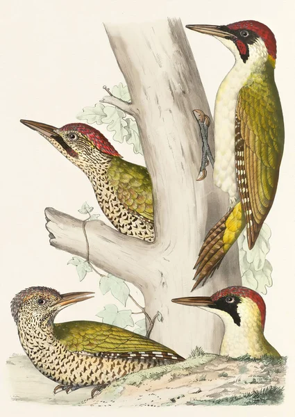 그림입니다 우드페커 다채로운 Woodpecker 자연에서 영감을 — 스톡 사진