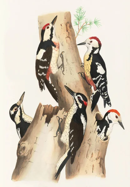 鸟类图解 林中啄木鸟 色彩斑斓的啄木鸟图解 自然启发的装饰 — 图库照片