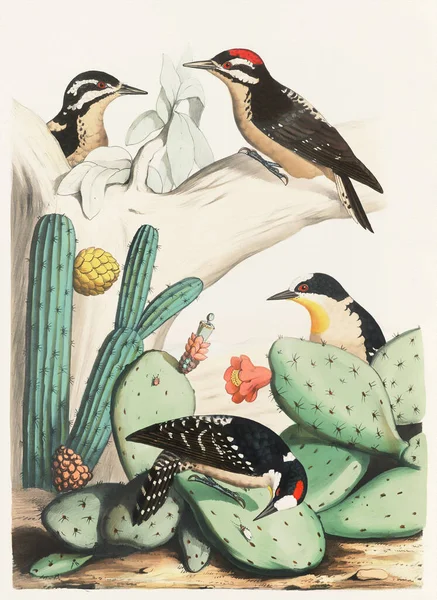 Bird illustration. Woodpecker birds in the woods. Colorful woodpecker illustration: Nature-inspired decor.