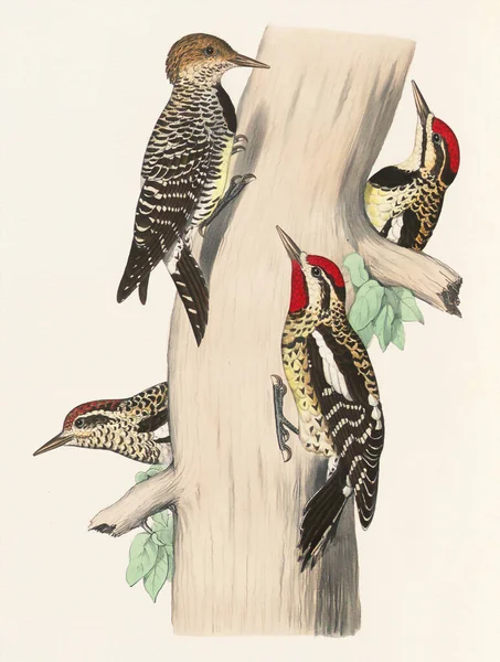 Иллюстрация Птиц Птицы Дяди Лесу Красочная Иллюстрация Дятла Декор Вдохновленный — стоковое фото