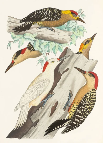 Иллюстрация Птиц Птицы Дяди Лесу Красочная Иллюстрация Дятла Декор Вдохновленный — стоковое фото
